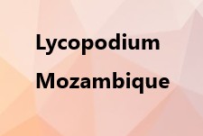 Lyco Moz ADP Mozambique